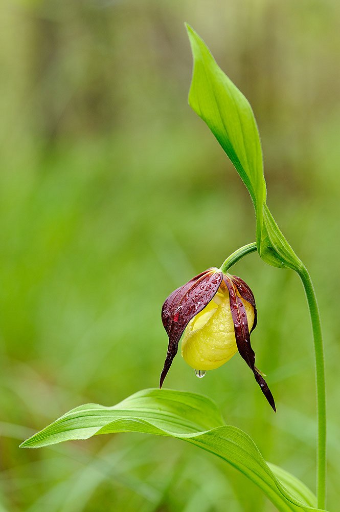 Lady's slipper orchid